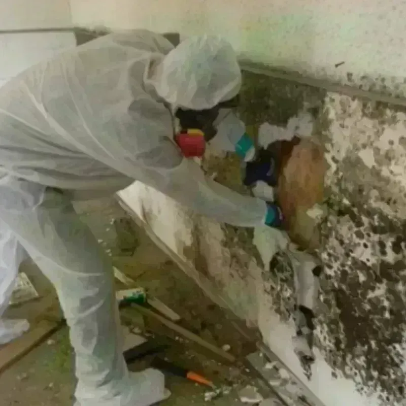 Mold Remediation and Removal in Wesley Chapel, FL